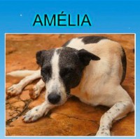 /album/adote-um-amigo/anjelina%2c-athena%2c-bob%2camelia-vers%c3%a3o-2-jpg/
